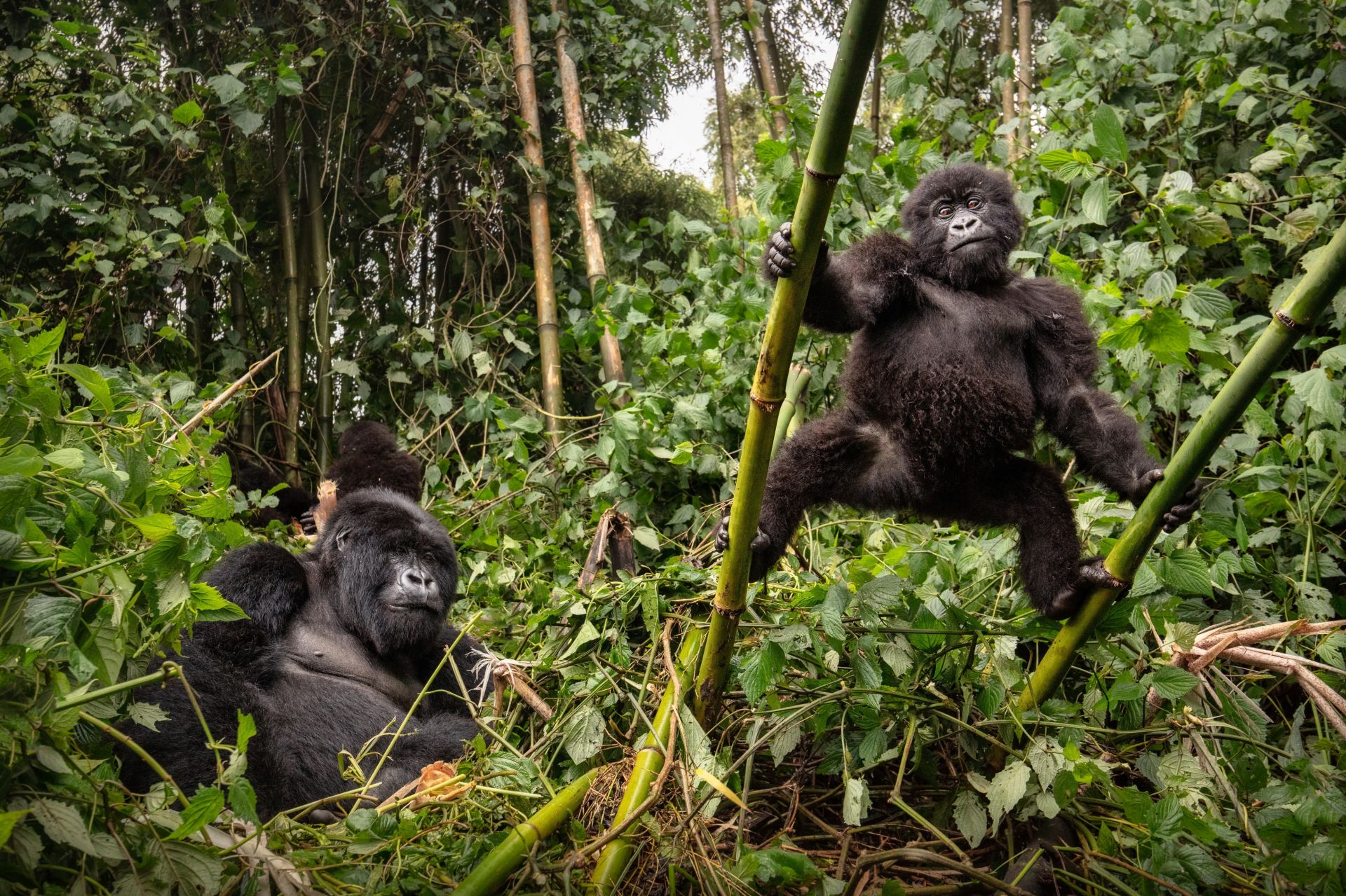 Goryle, Uganda